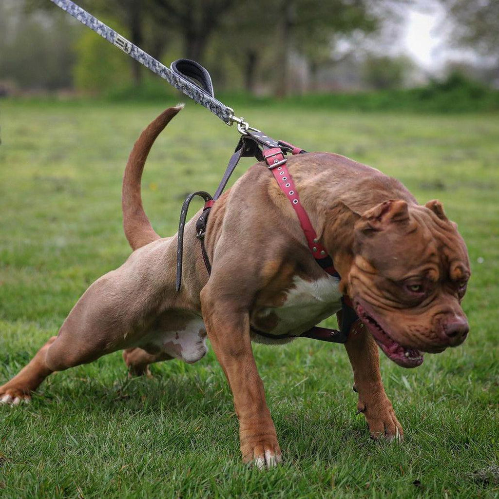 BESTIA DOG SPORT dual handle leash grey camo